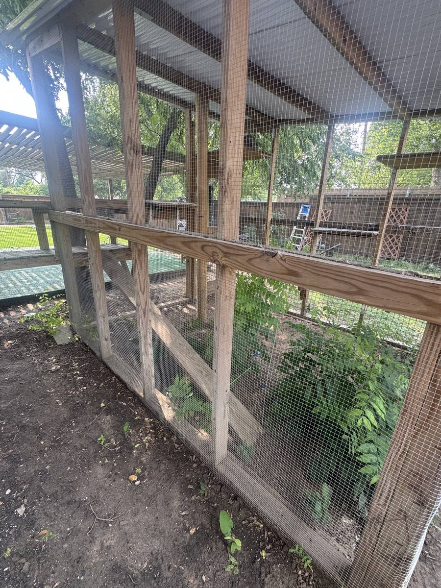 Interior view of the catio looking through the mesh at shelving and framing
